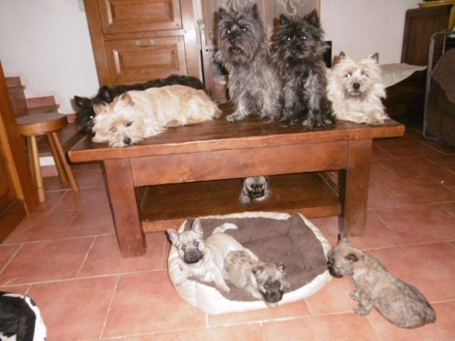 Des Anges De Tanaron - Cairn Terrier - Portée née le 25/02/2015