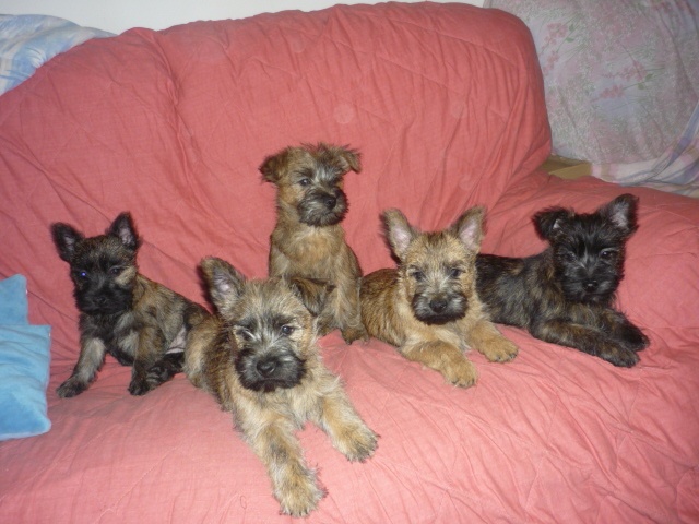 Des Anges De Tanaron - Cairn Terrier - Portée née le 30/09/2012