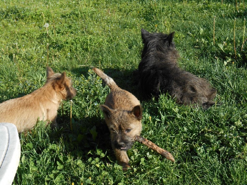 Des Anges De Tanaron - Cairn Terrier - Portée née le 22/01/2014