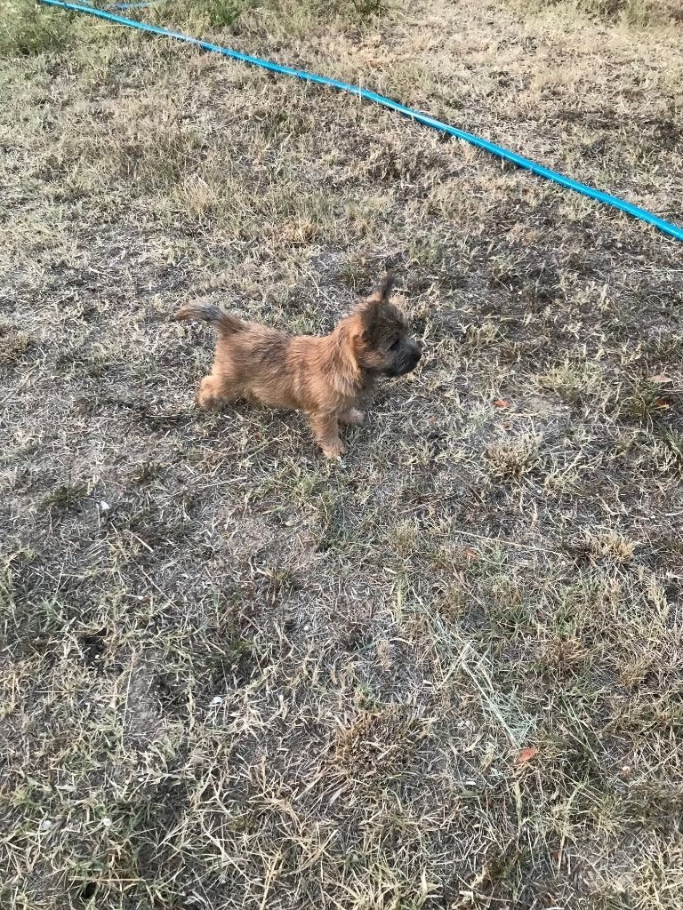 Des Anges De Tanaron - Cairn Terrier - Portée née le 06/05/2019