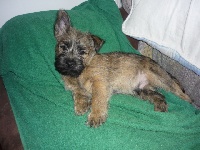 CHIOT
