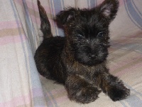 CHIOT