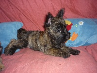 CHIOT